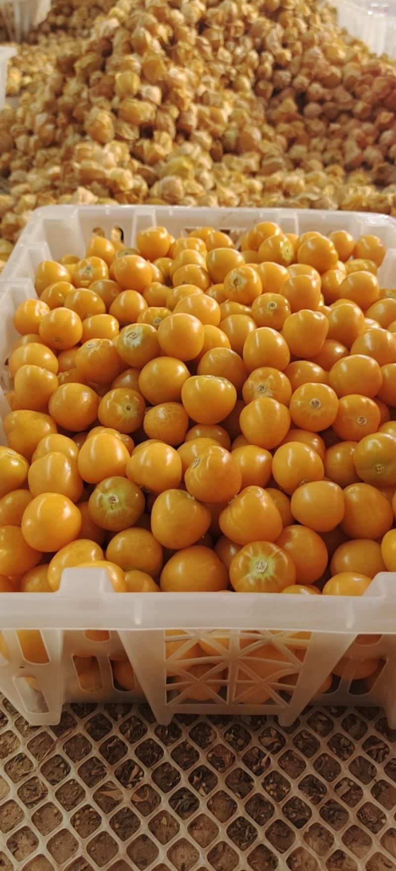 灯笼果，菇娘果一件代发供应所有平台渠道）