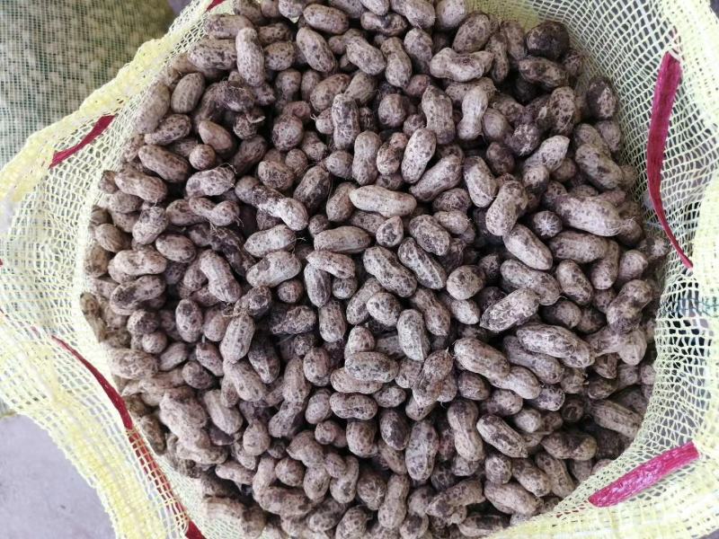 鲜花生带壳小白沙、可供市场、电商、工厂颗粒饱满