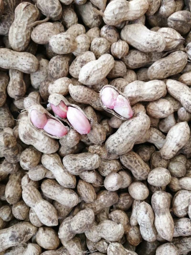 鲜花生带壳小白沙、可供市场、电商、工厂颗粒饱满