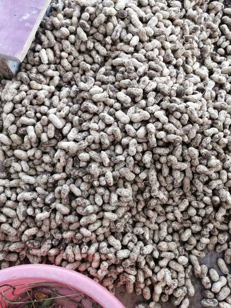 鲜花生带壳小白沙、可供市场、电商、工厂颗粒饱满