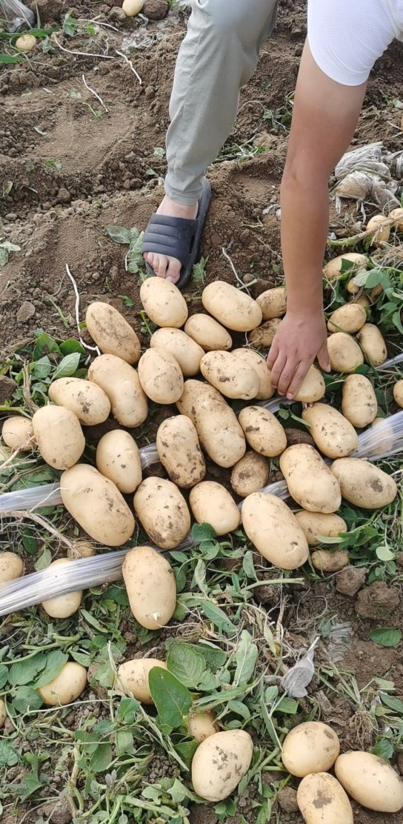 河北坝上张北土豆基地直发