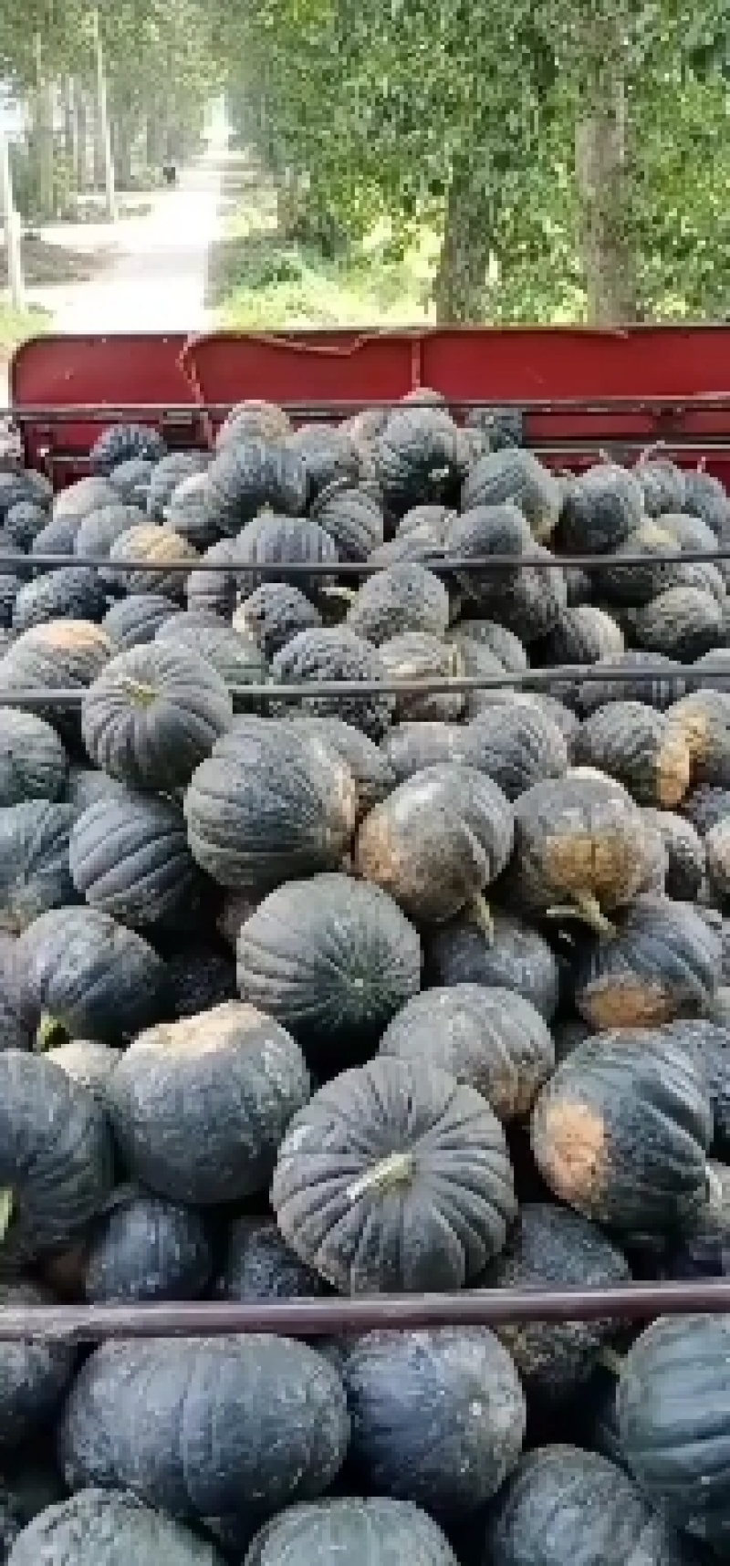 蜜冠南瓜，又名日本南瓜