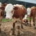 西门塔尔牛，繁殖母牛