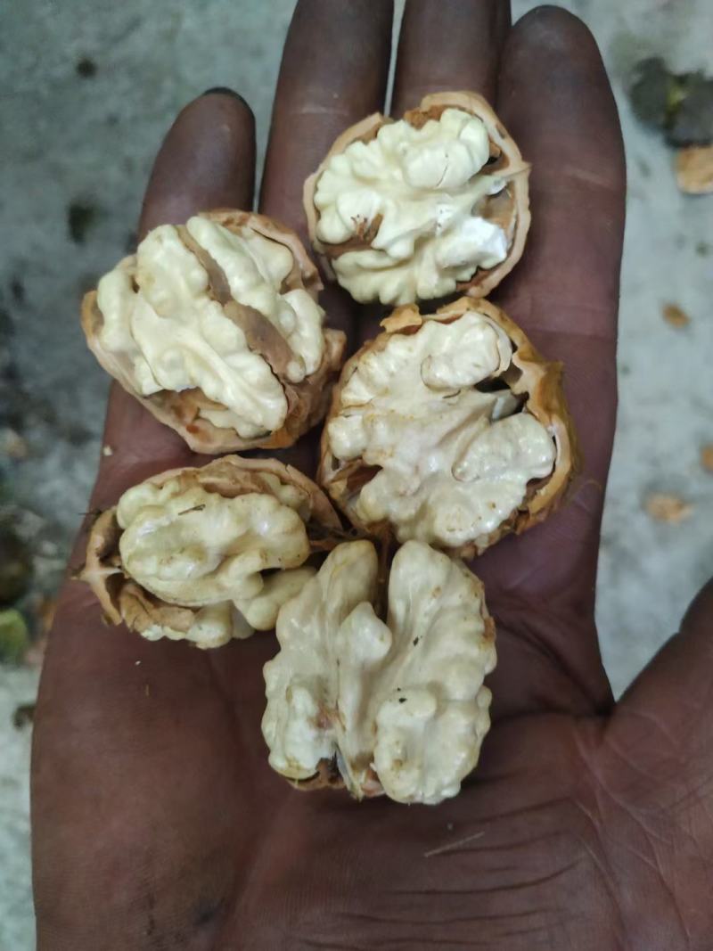 干核桃，大优一号，盐源早一号，剥皮核桃，薄皮核桃