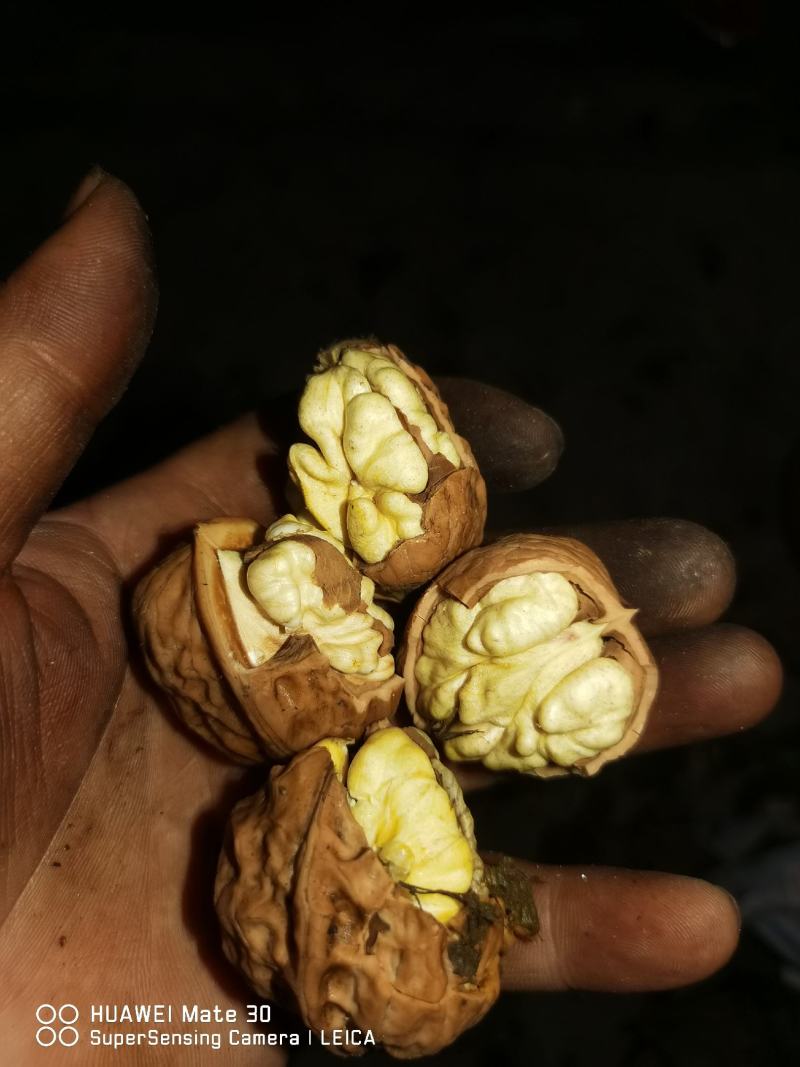 干核桃，大优一号，盐源早一号，剥皮核桃，薄皮核桃