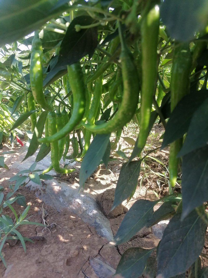 精品杭椒，质量非常好，高山靓货，青红都有