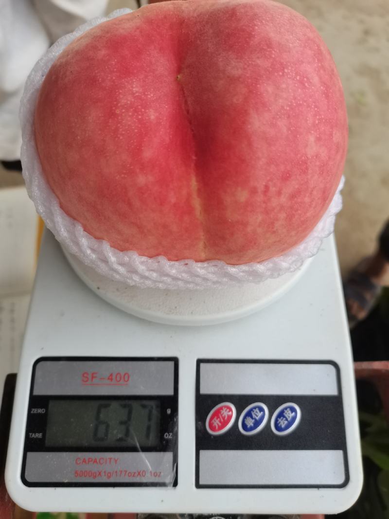 保定绿化九蜜桃大量供应