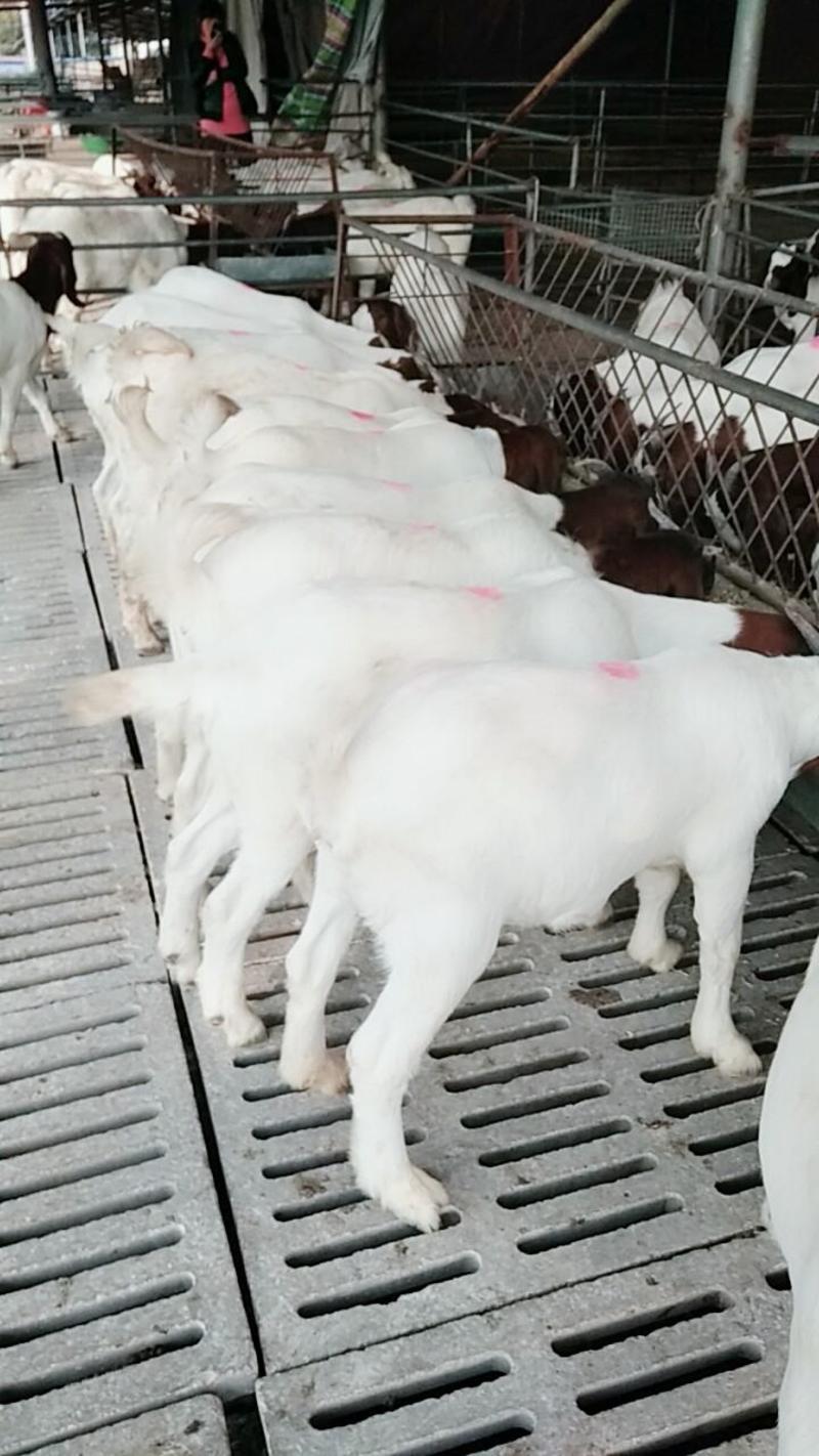 波尔山羊耐寒耐热适应性南北方均可养殖一年两窝一窝2-5只