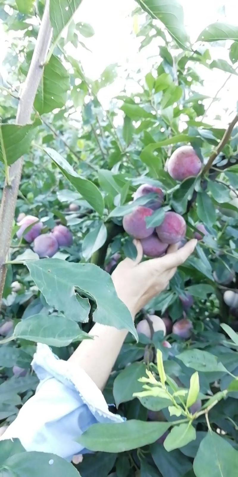 古田芙蓉李成熟啦