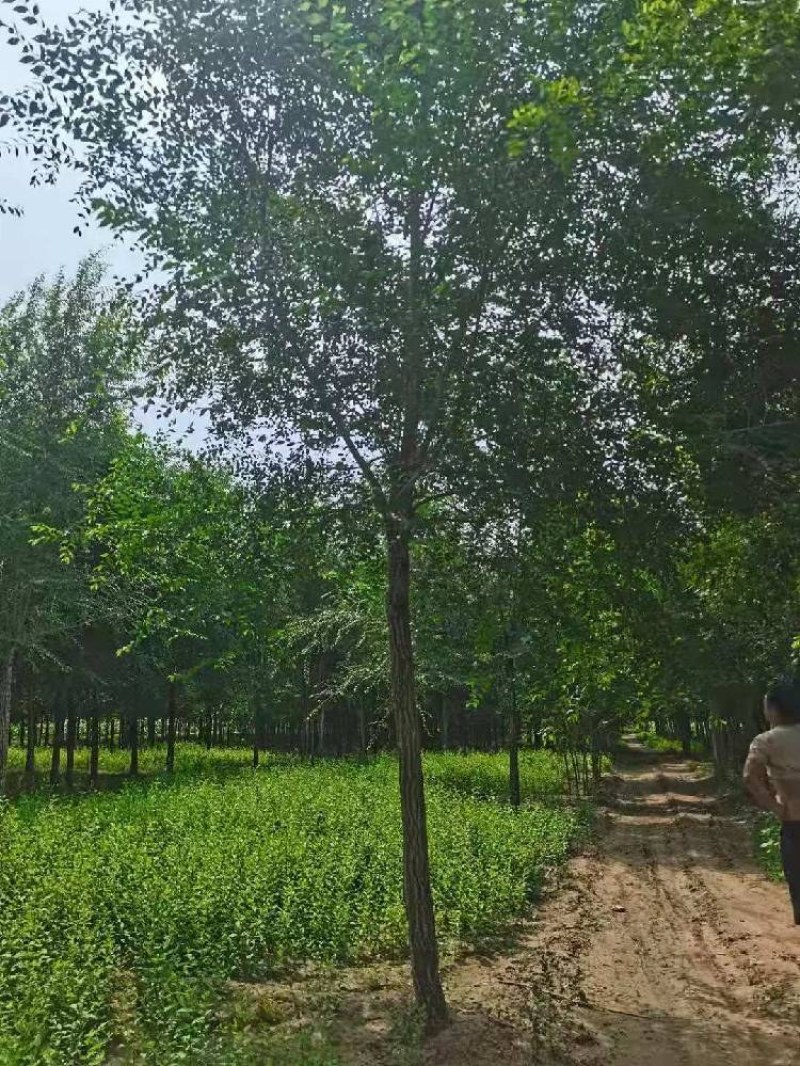 榆树，10/15公分平头发帽的榆树
