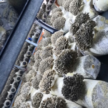 工厂化种植新鲜有机灰树花