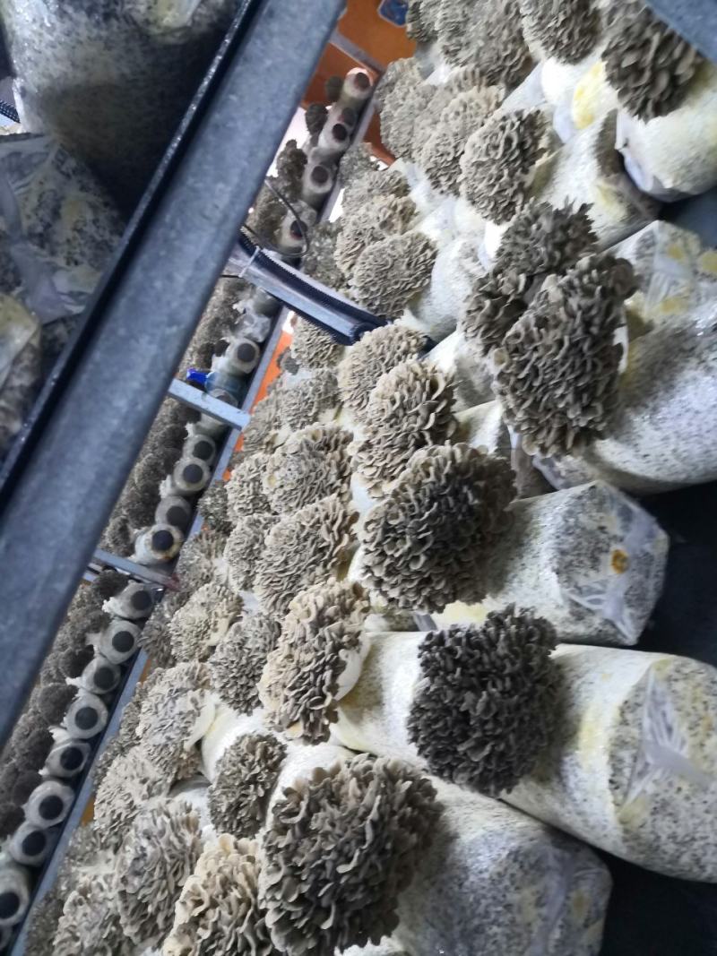 工厂化种植新鲜有机灰树花