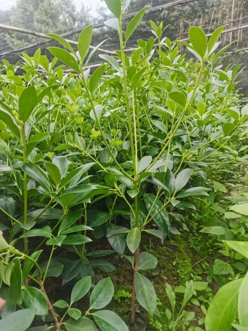 广西-百色-云南直销古龙八角嫁接苗优质品种自产自销