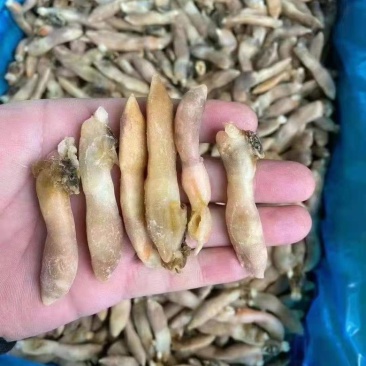 带黄蛏王肉舌头蛏王肉无沙蛏王肉圣子肉海鲜水产