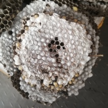 蜂蛹