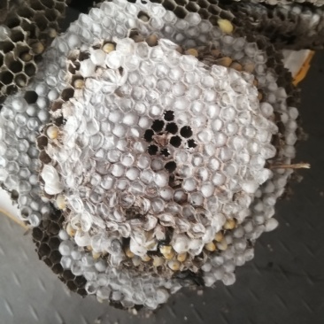 蜂蛹