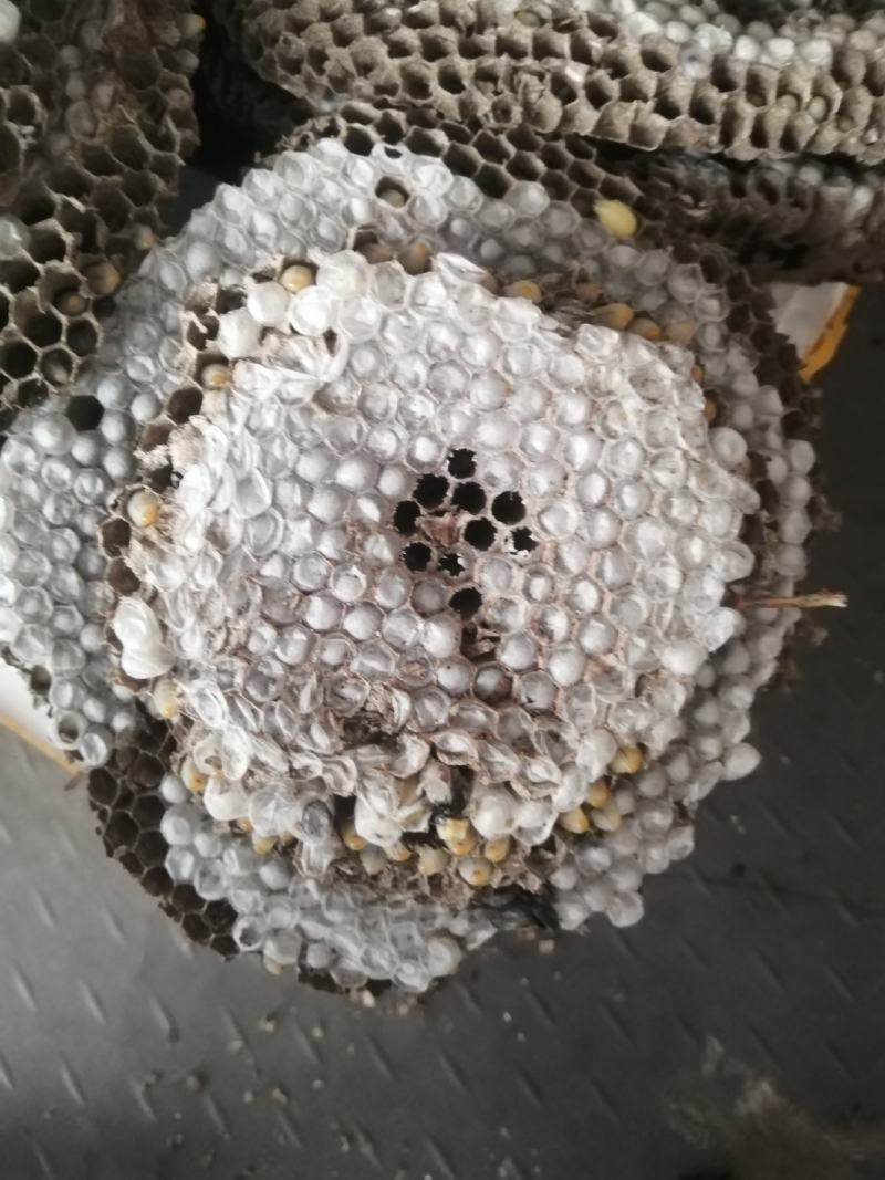 蜂蛹