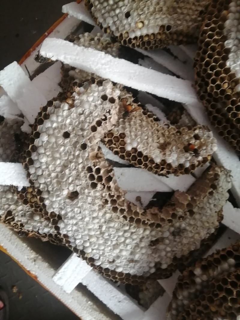蜂蛹
