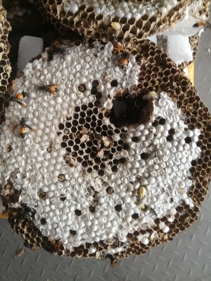 蜂蛹