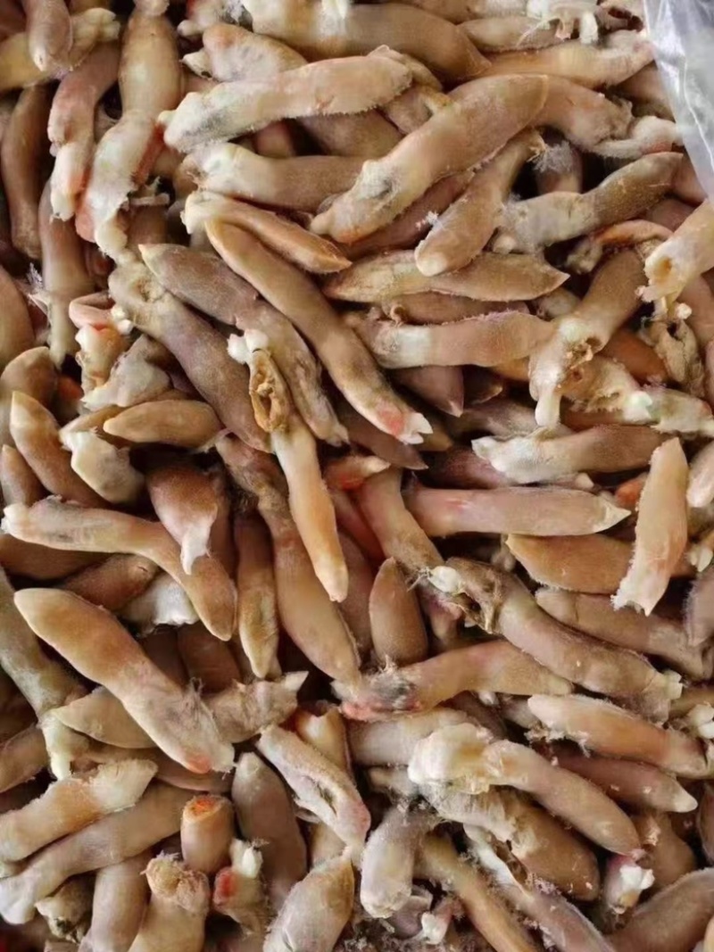 带黄蛏王肉舌头蛏王肉无沙蛏王肉圣子肉海鲜水产