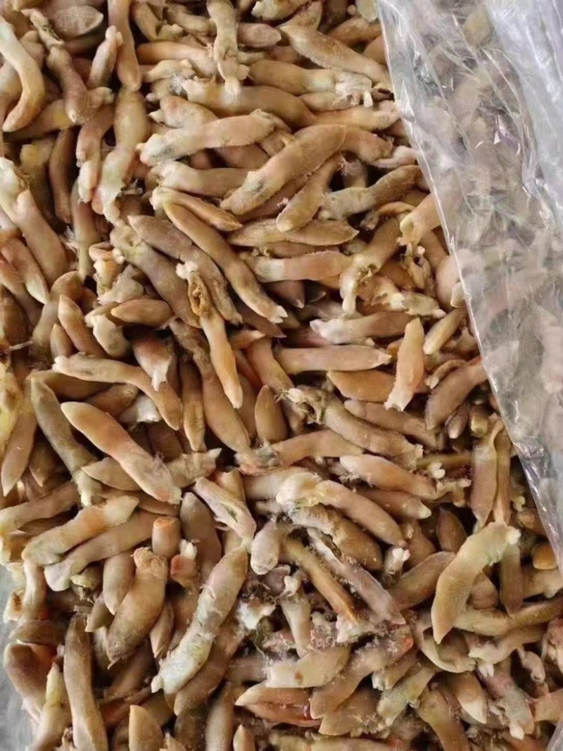 带黄蛏王肉舌头蛏王肉无沙蛏王肉圣子肉海鲜水产