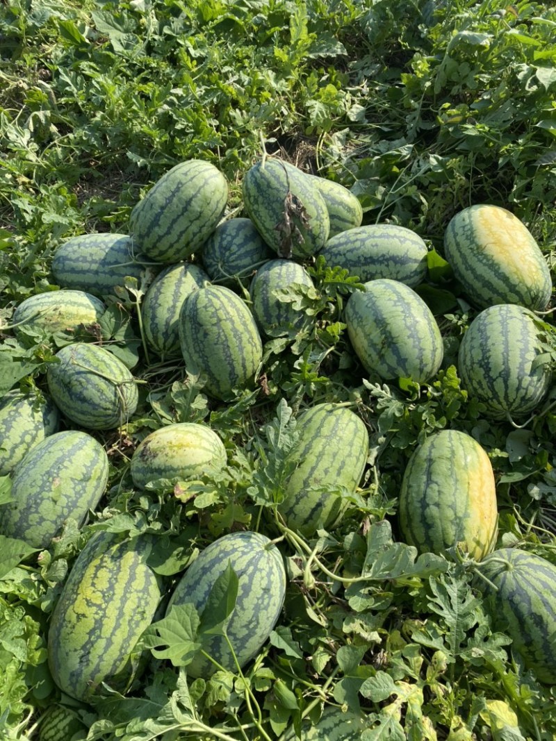 精品西瓜头茬大西瓜自生苗，9成熟甜度13个