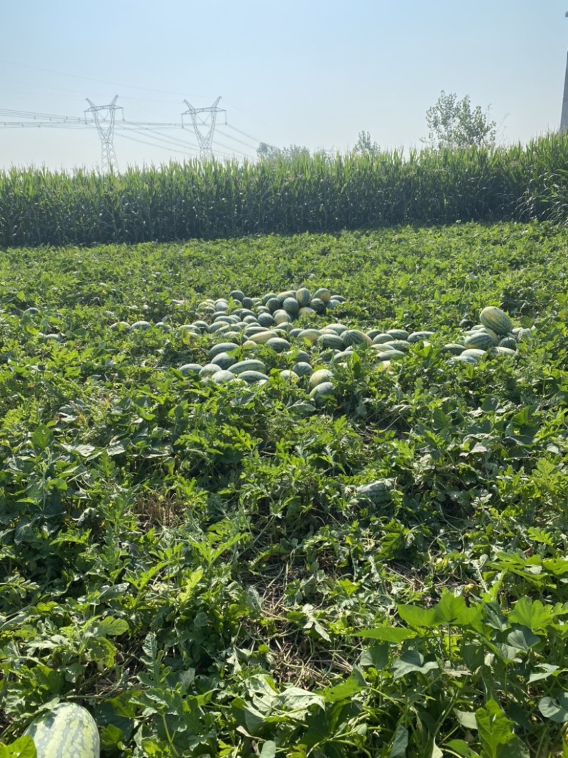 精品西瓜头茬大西瓜自生苗，9成熟甜度13个