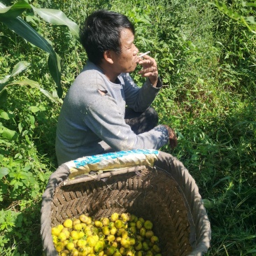 贵州省六盘水刺梨开始出售