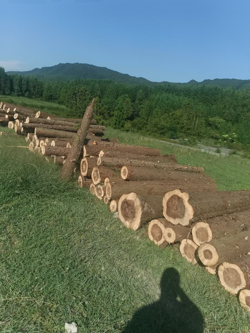 柳杉原木批发