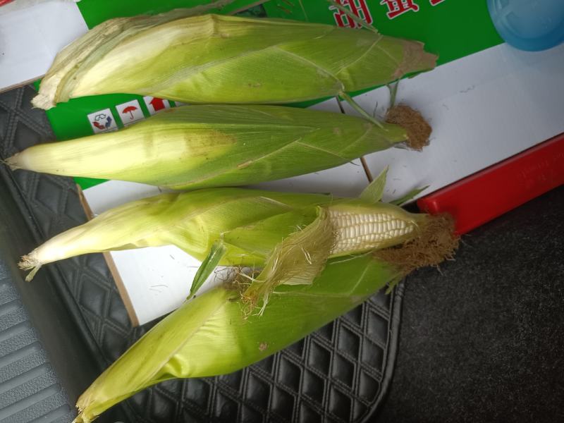 糯玉米