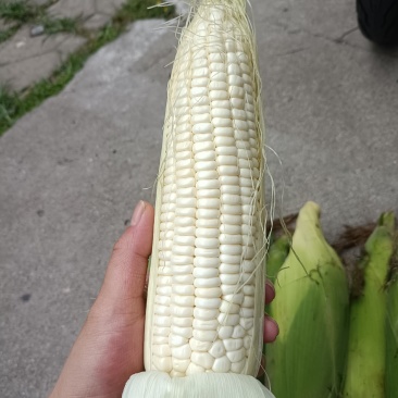 糯玉米