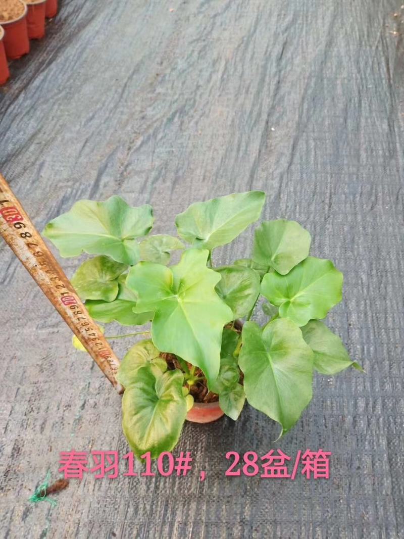 春羽室内观赏盆栽基地直销当天下单当天发货