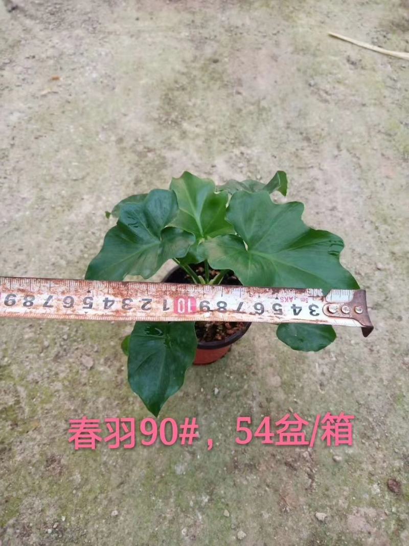 春羽室内观赏盆栽基地直销当天下单当天发货