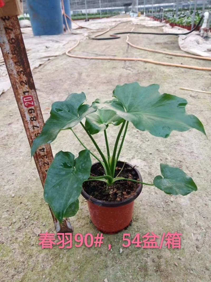 春羽室内观赏盆栽基地直销当天下单当天发货