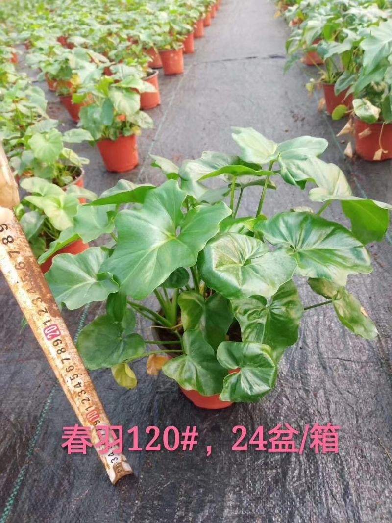 春羽室内观赏盆栽基地直销当天下单当天发货