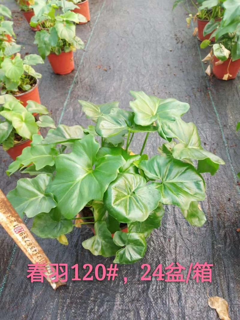 春羽室内观赏盆栽基地直销当天下单当天发货