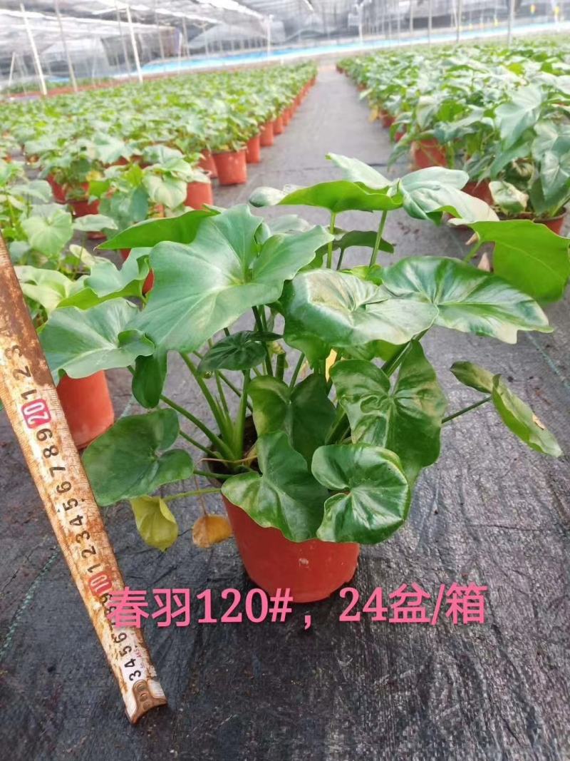 春羽室内观赏盆栽基地直销当天下单当天发货