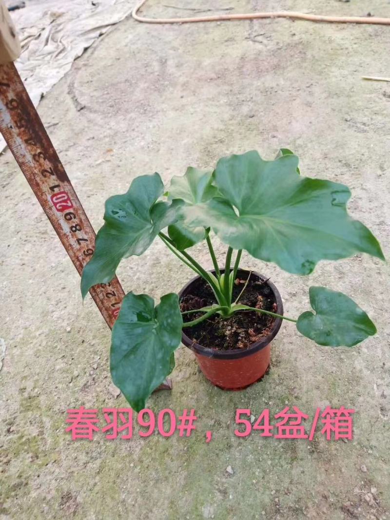 春羽室内观赏盆栽基地直销当天下单当天发货