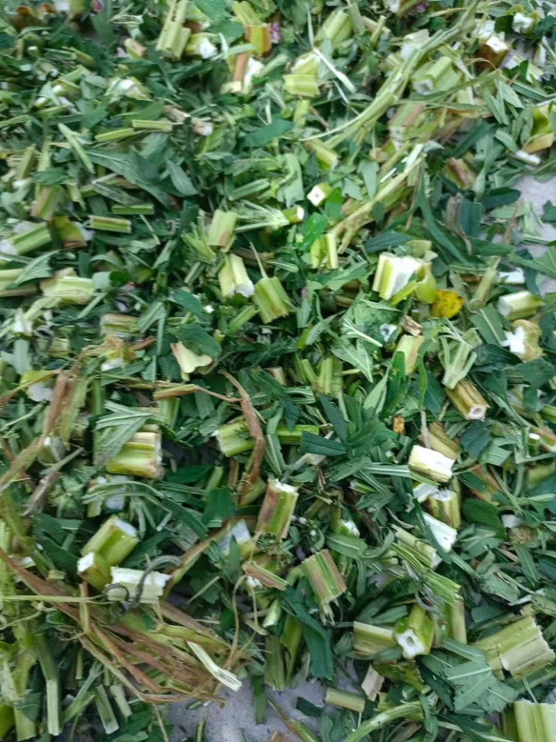 【畅销】益母草，诚信经营，欢迎采购商前来咨询采购