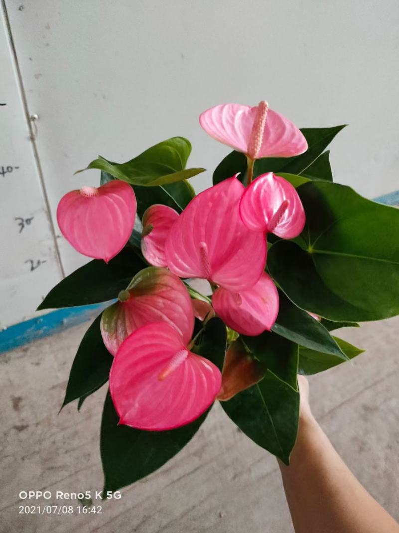 红掌（皇冠）基地直销全国一件代发物美价廉产品好服务好