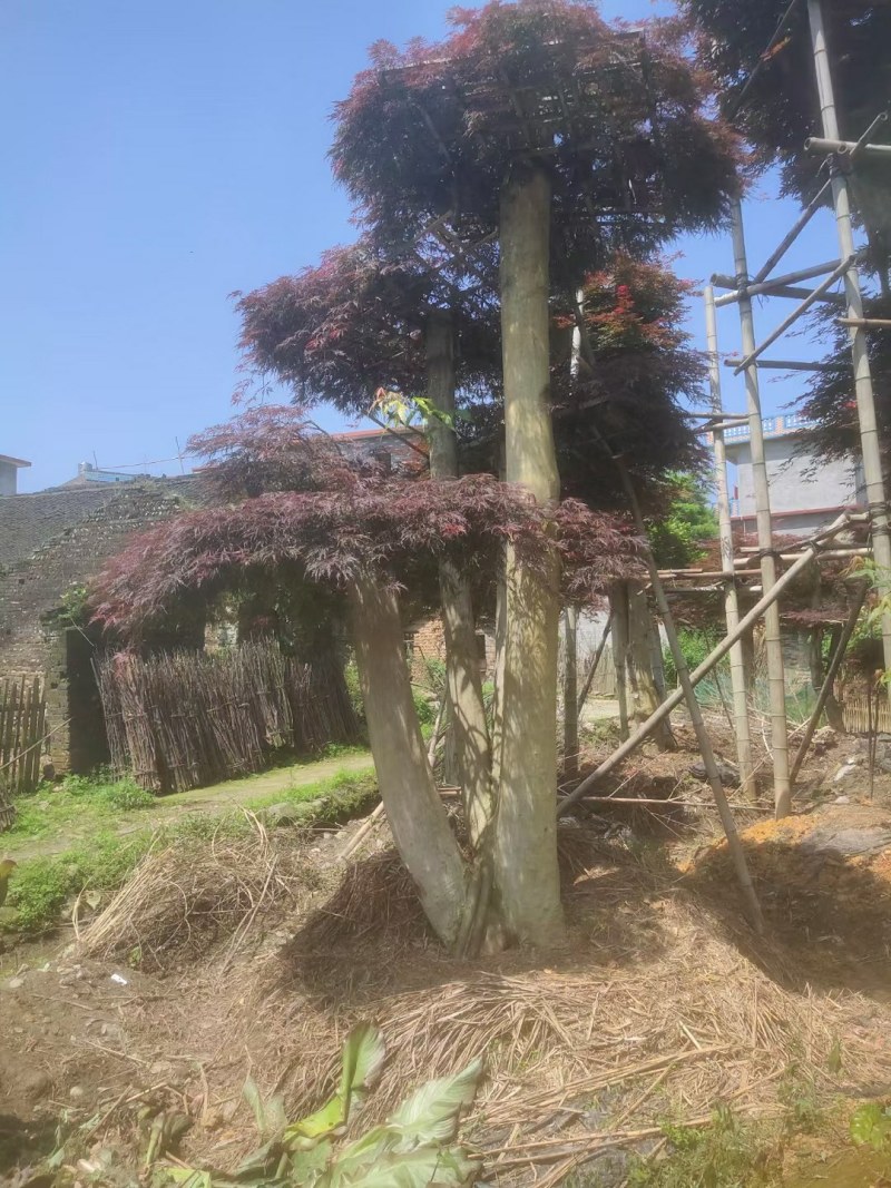 羽毛枫自家苗大量供应