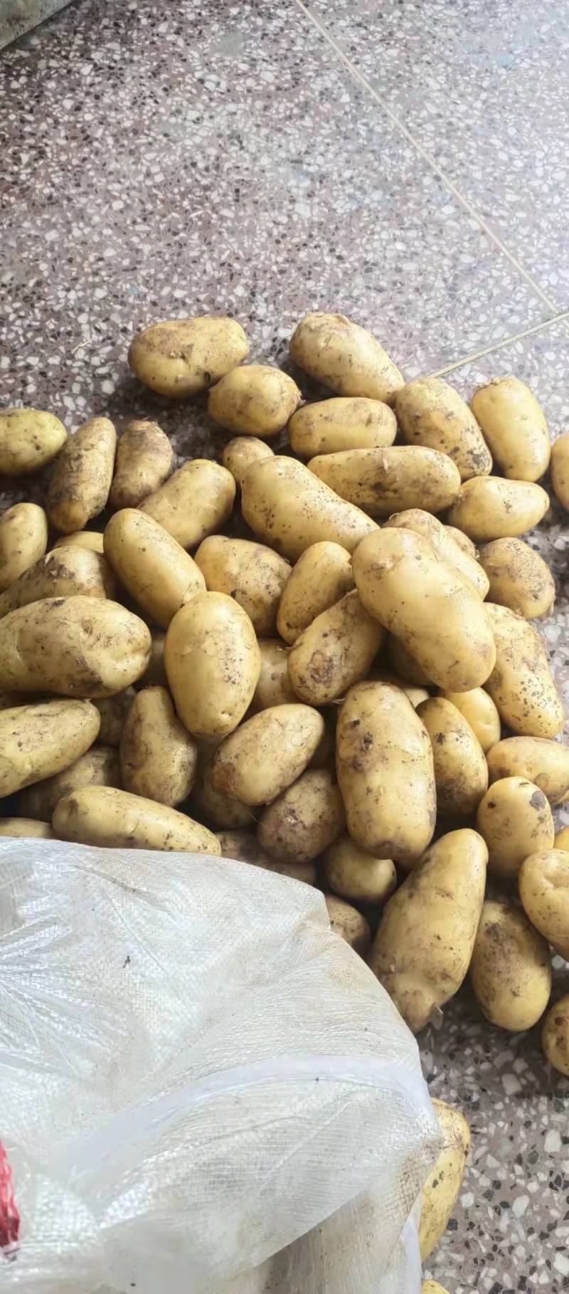 土豆荷兰十五黄心土豆产地直发价低质优