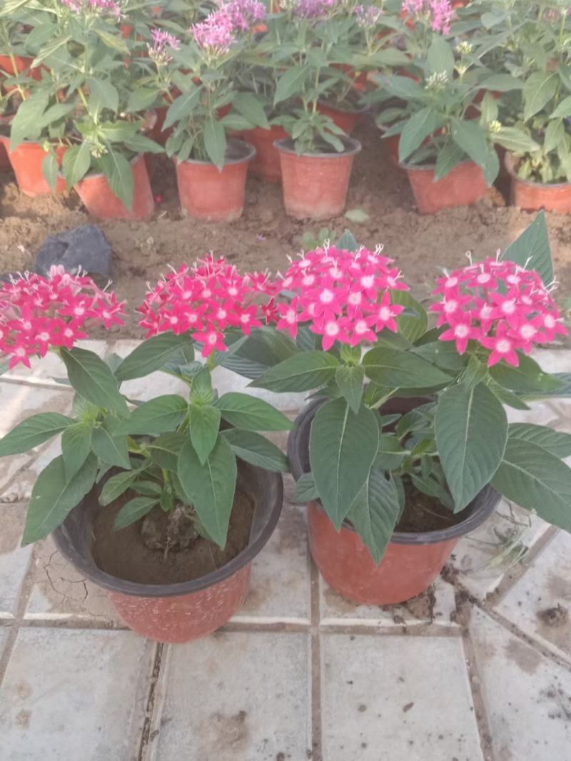 五星花，批发五星花！大量出售五星花，双色盆五星花
