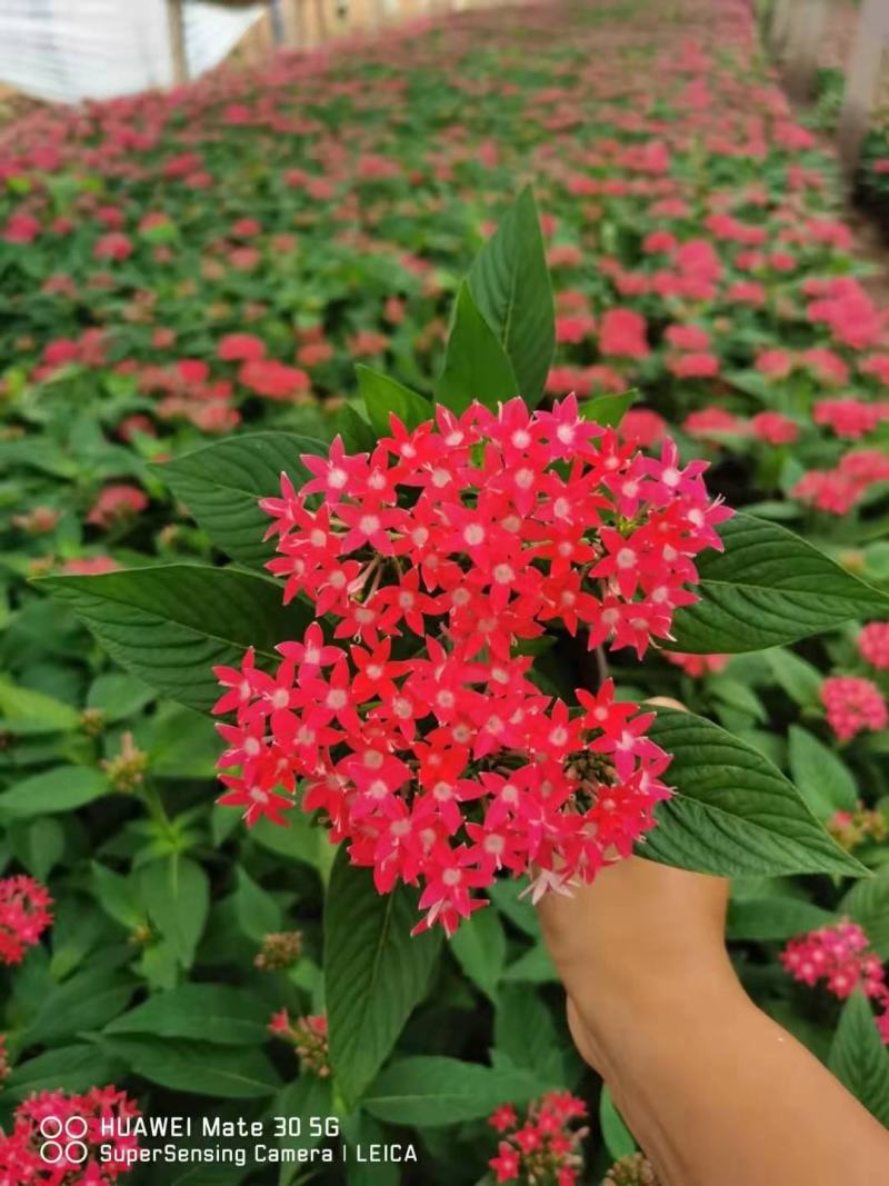 五星花，批发五星花！大量出售五星花，双色盆五星花