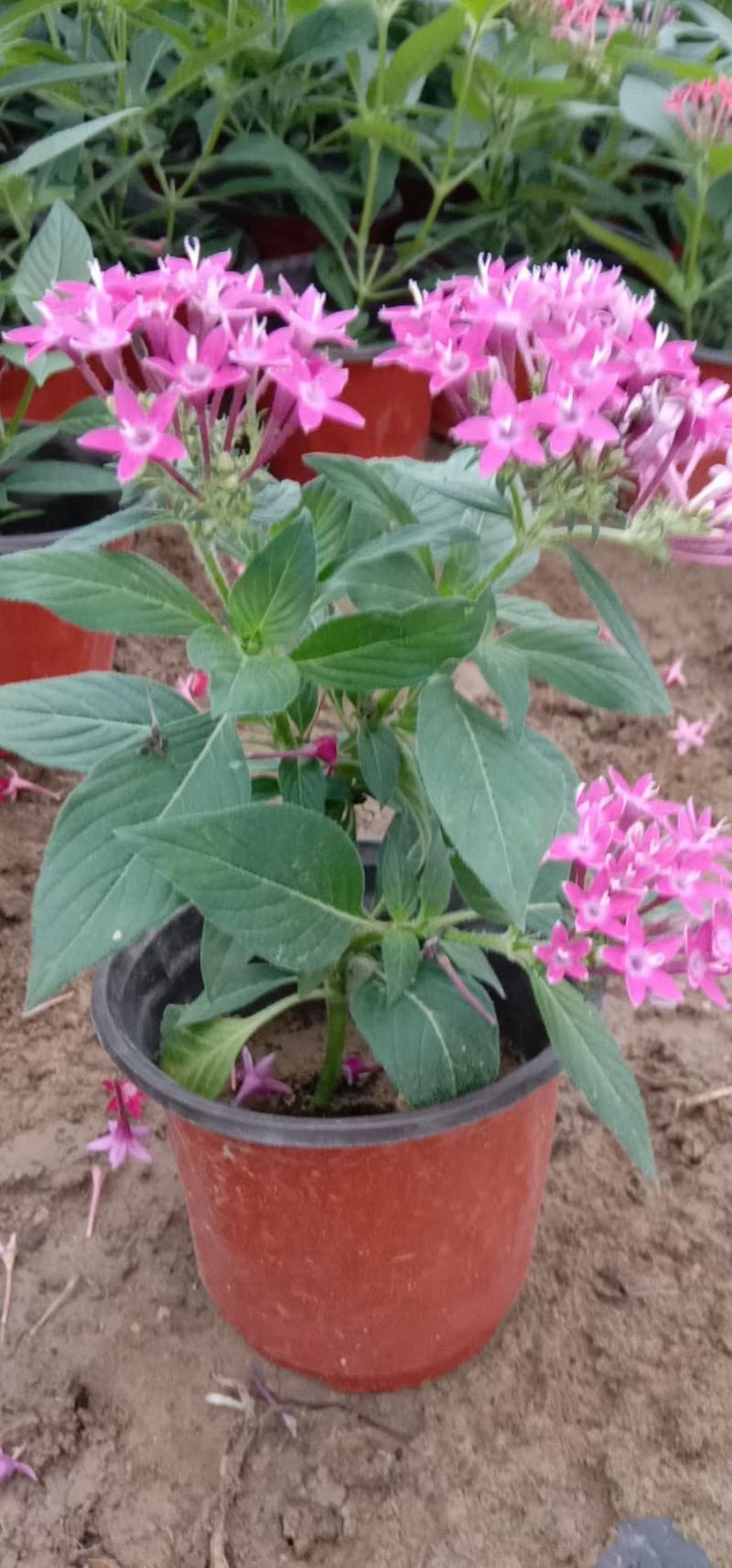 五星花，批发五星花！大量出售五星花，双色盆五星花