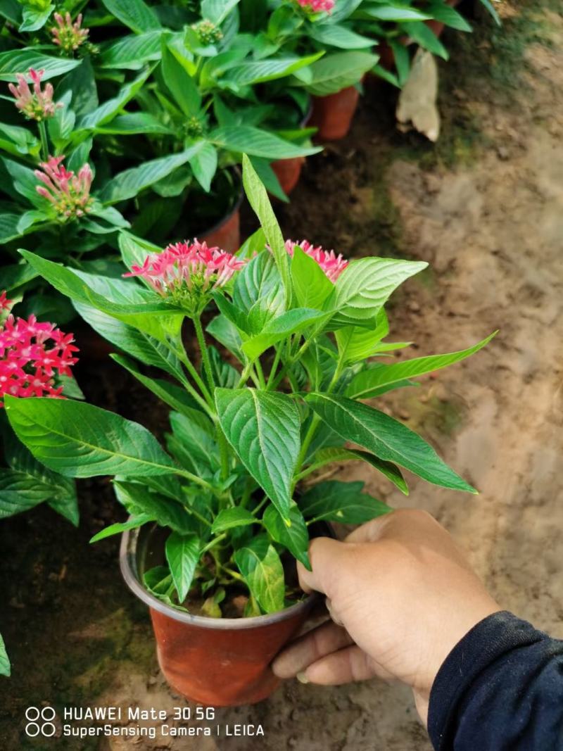 五星花，批发五星花！大量出售五星花，双色盆五星花