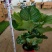 青苹果竹芋基地直销精品阴生观叶绿植盆栽当天下单当天发货