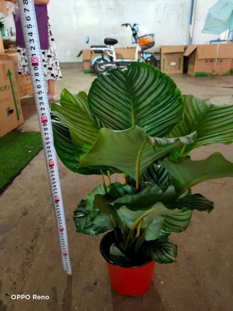 青苹果竹芋基地直销精品阴生观叶绿植盆栽当天下单当天发货