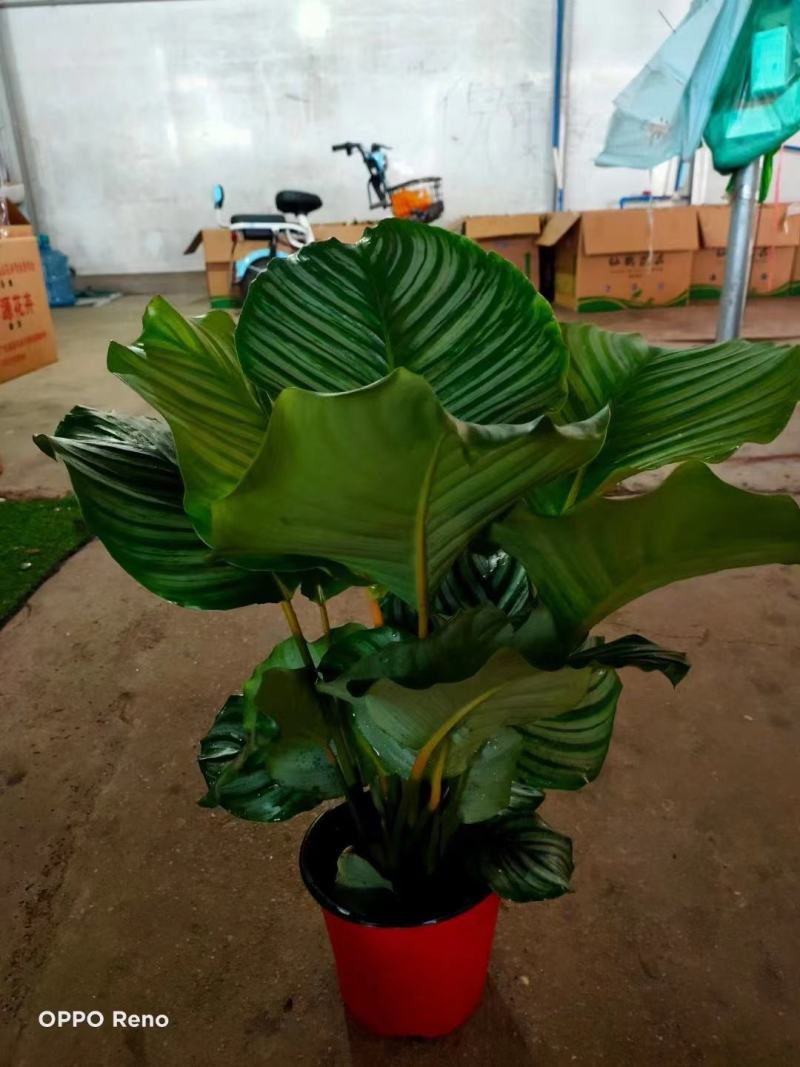 青苹果竹芋基地直销精品阴生观叶绿植盆栽当天下单当天发货