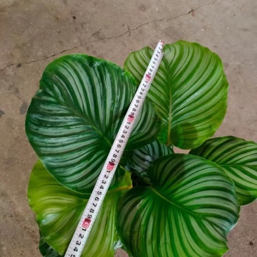 青苹果竹芋基地直销精品阴生观叶绿植盆栽当天下单当天发货